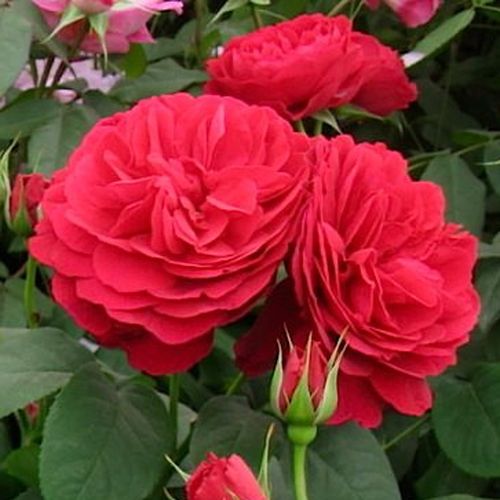 Rosa Leonard Dudley Braithwaite - roșu - Trandafir copac cu trunchi înalt - cu flori tip trandafiri englezești - coroană dreaptă